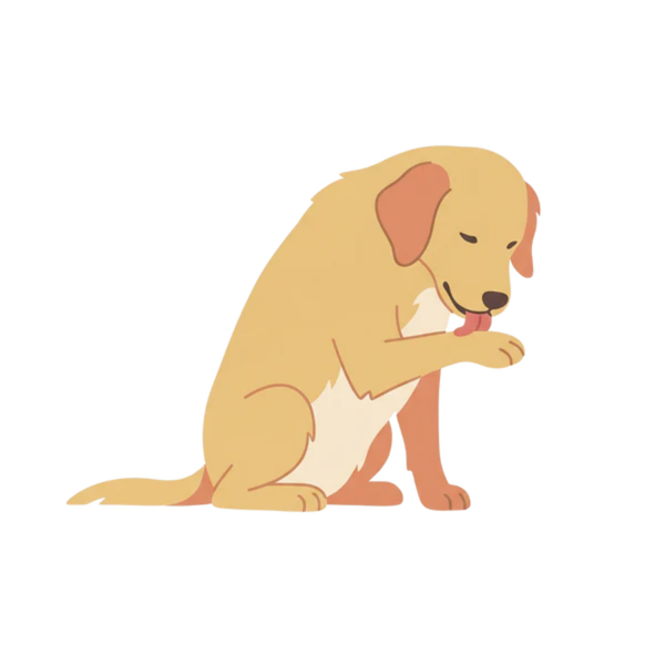 Paw licking and chewing