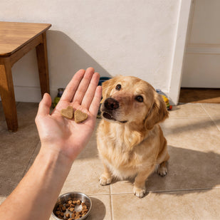 Day 1 - Feed Your Dog